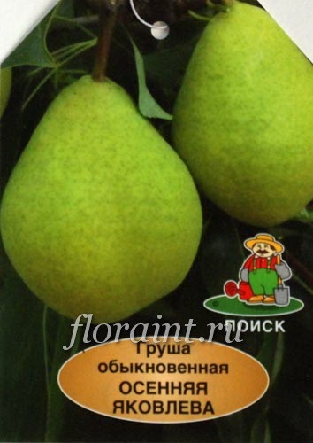 груша Осенняя Яковлева высокорослое